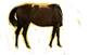 Pferdekörper